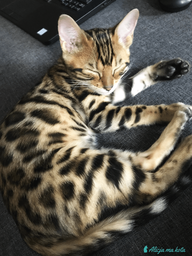 Kotka Bengalska Lili