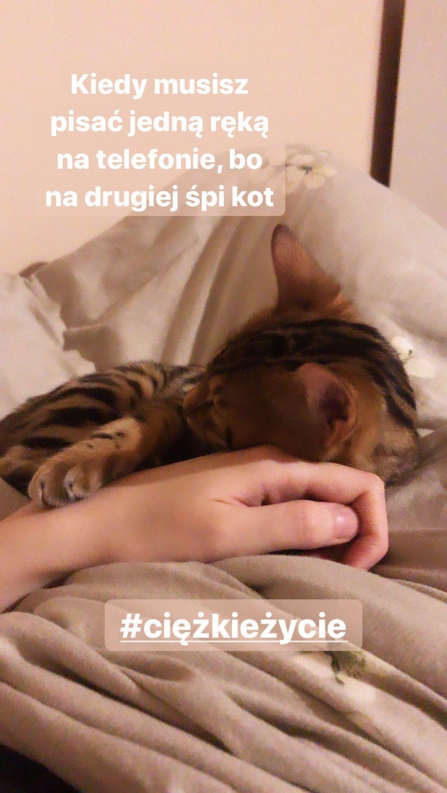Życie z kotem